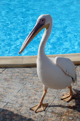 pelican