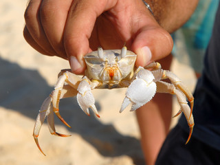 crab