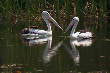 Zwei Pelikane