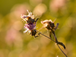 Prickly plant in the wild
