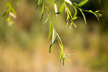 Green leaves on a tree in the nature