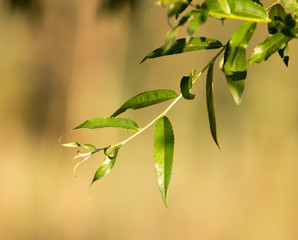 Green leaves on a tree in the nature