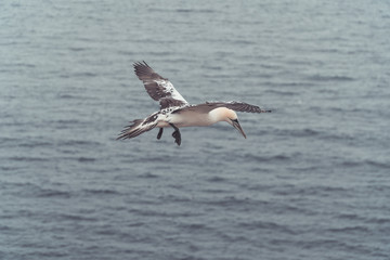 fliegender Baßtölpel