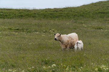 Kuh auf Helgoland