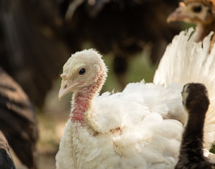 Young turkey on the farm