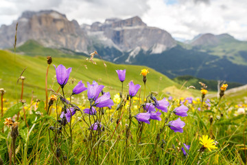 Flowers on meadows above Val di Fassa valley, Dolomites, Italy