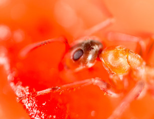 An ant on a red watermelon