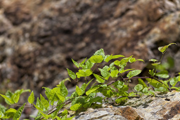 Plants on rock.