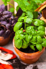 Basil. Sweet Basil in Flower Pot. Selective focus. 