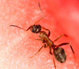 An ant on a red watermelon