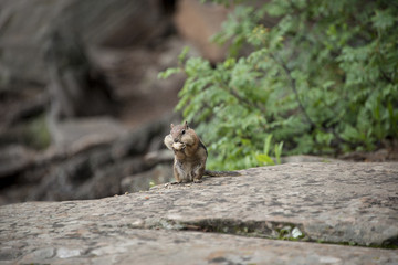 Ground Squirrel Eating