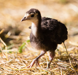 Young turkey on the farm