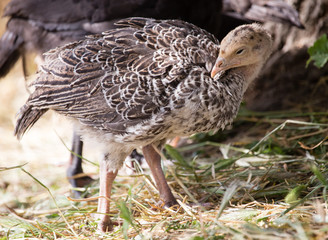 Young turkey on the farm