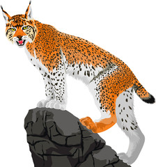 vector wild lynx © Save Jungle