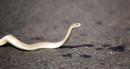 The snake crawls across the road in the city