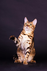 Fototapeta na wymiar Bengal cat in action