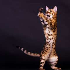 Bengal cat in action