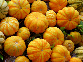 Heap of vibrant orange yellow color pumpkins for background and texture 