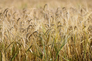 Agriculture landscape of wheat grain cereal in field ready for harvest