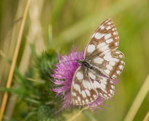 Schachbrettfalter auf einer Blume