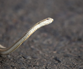 The snake crawls across the road in the city