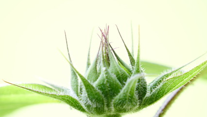 Ungeöffnete Sonnenblume nah vor weissem Hintergrund 