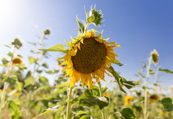 Sunflower flowers grow on nature