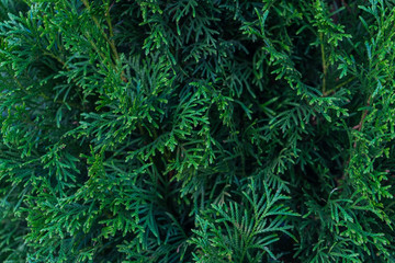 Juniper branches. Abstract background. An interesting natural texture.