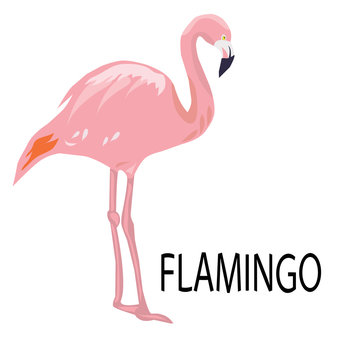 vector pink flamingo