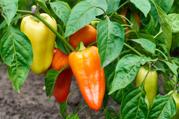 Closeup of ripening peppers in the organic pepper plantation.Fresh Yellow and Red sweet Bell Pepper...