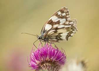 Falter und Blumenblüte