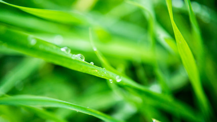 water drops on long blade of grass