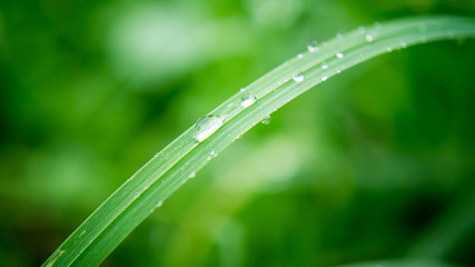 water drops on long blade of grass