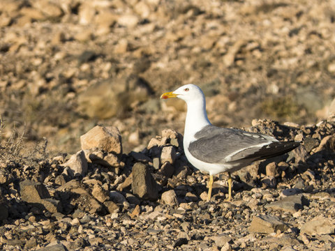 Seagull in the Canary Island Fuerteventura