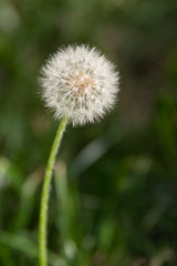 Portrait view of dandelion on green blurred background.