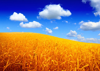 Wheat field against a blue sky