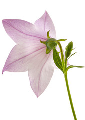 Rose flower of Platycodon (Platycodon grandiflorus) or bellflowers, isolated on white background