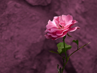 Beautiful pink rose in the garden on dark blurred background.