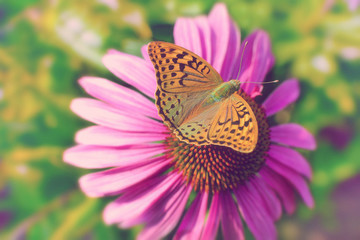 Bright beautiful butterfly sits on a pink flower daisy. Summer concept. Toned image