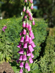 Obraz premium Fingerhut Blume