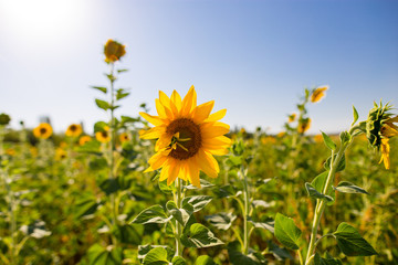 Sunflower flowers grow on nature
