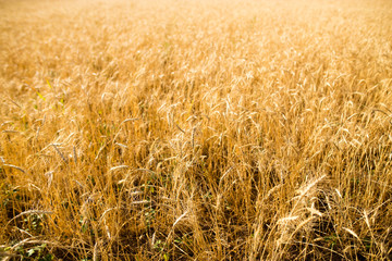 Yellow ears of wheat in a field in nature
