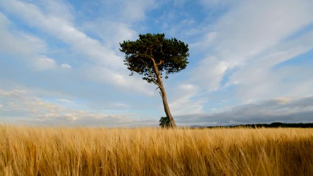 Wide angle shot of Lone Pine tree in the midle of a crop filed at sunset.