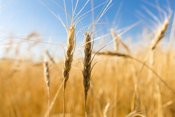 Yellow ears of wheat against the blue sky