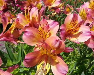 Peruvian Lilies