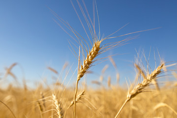 Yellow ears of wheat against the blue sky