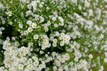 wedding flower decoration 