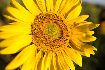 Naklejka premium Sunflower flowers grow on nature
