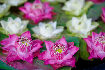beautiful lotus flower in pond / droplet water  / pink white color