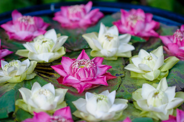 beautiful lotus flower in pond / droplet water  / pink white color